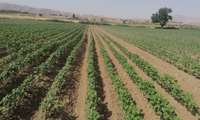 بازدید از طرح های pvs  و تیمار سموم پنبه در شهرستان مانه 